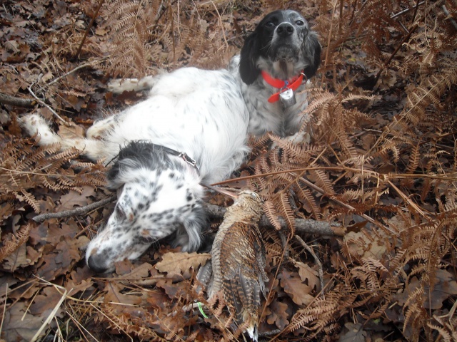 setter anglais et becasse